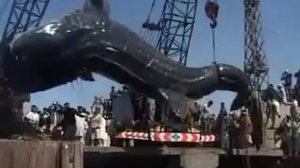 Самая большая китовая акула в мире