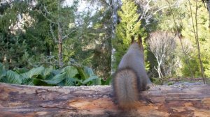 Cat TV for Cats to Watch ? Cute Birds and Funny Squirrels?️