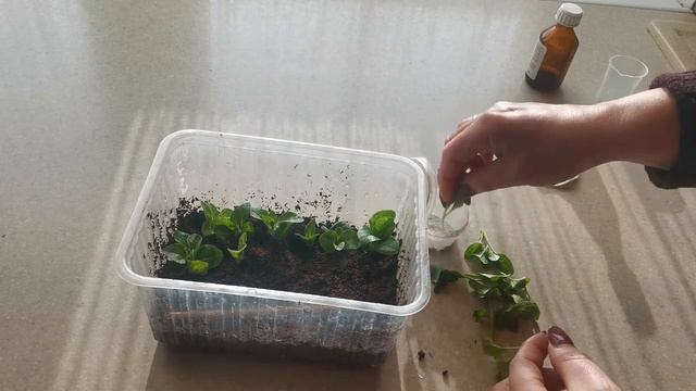 Зиме конец. Черенкуем все подряд смотреть онлайн