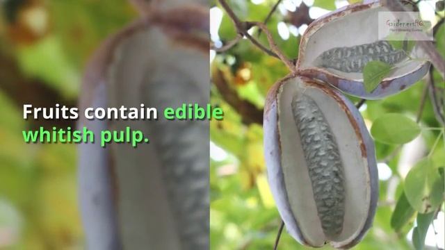 Akebia quinata Growing Guide смотреть онлайн