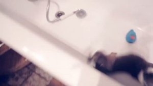 Тайная жизнь домашних животных