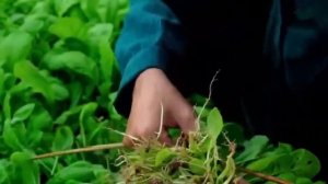 60 Days of Crop Harvest - Planting Spring Crops - Go to Market to Sell - Best Traditional Cooking