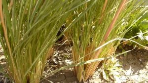 Кортадерия (Эриантус равеннский)