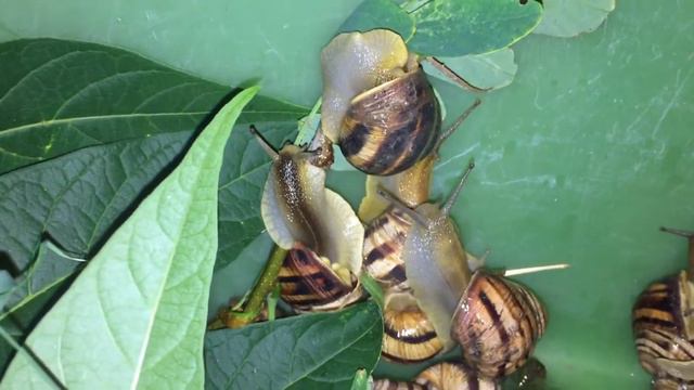 нашли живых улиток смотреть онлайн