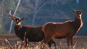 Благородные олени (Cervus elaphus). Время сбрасывать рога!