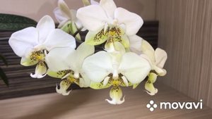 Орхидея Стюартиана Пико Чип/Phal. Stuartiana Pico Chip