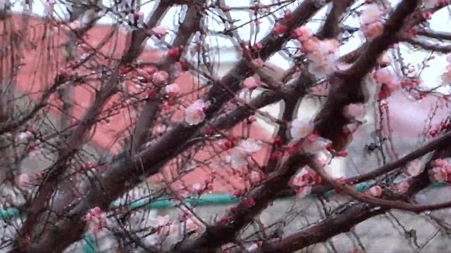 Снег в Крыму 17 марта 2015 - весенний снег на цветущем абрикосе смотреть онлайн