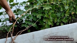 ? Даже не ДУМАЙ в ЭТО время ПЕРЕСАЖИВАТЬ САЖЕНЦЫ винограда из ШКОЛКИ на ПОСТОЯННОЕ место.