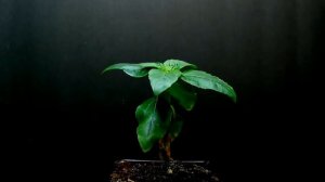 Как повысить урожайность подсолнечника.