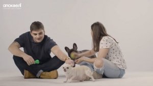 Апоквел - снимет зуд и воспаление кожи у собак