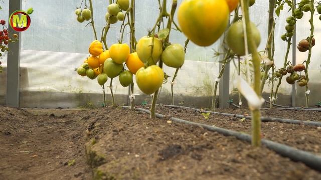 ОЧЕНЬ УРОЖАЙНЫЙ ТОМАТ до 16,0 кг кв.м. Гибрид томата Жозефина.