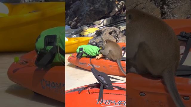 Обезьяны Воруют смотреть онлайн