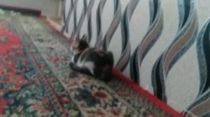 Кошка гадит что делать??