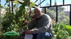 На корню гниет чеснок