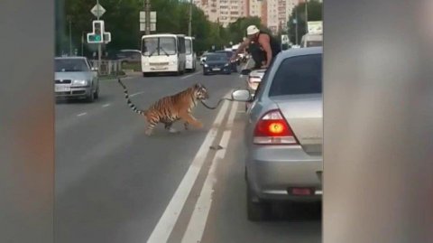 В Иванове из стоящей в пробке машины на дорогу выскочил тигр
