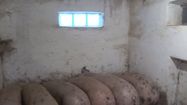 МЯСО и САЛО КОПЧОНОЕ, закаптил целый ящик сала,поросята гибриды ,чем кормить свиней, горох откорм