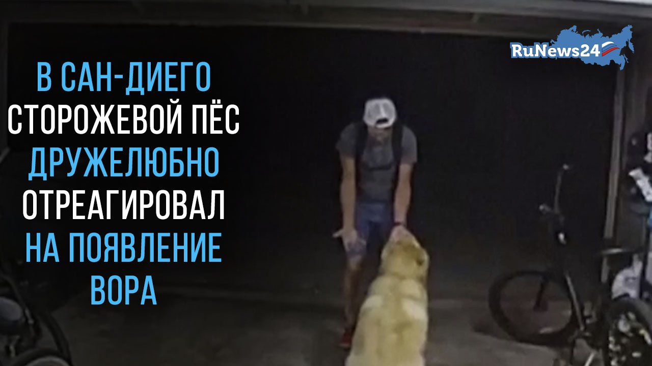 В Сан-Диего сторожевой пёс одного из частных домов дружелюбно отреагировал на появление вора