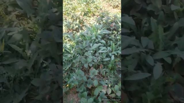 пропалываю огород частями//набрали бассейн//сходили на рок-концерт//(1 год назад)