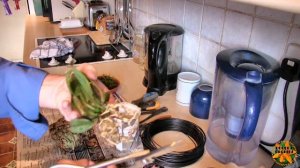 Kitchen Time! - Sorting Out the New Psychopsis and Dendrobium aberrans