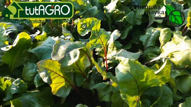 ФИНАЛЬНАЯ ПОДКОРМКА СВЁКЛЫ на сладость и отличное хранение. Свекла вкусная, сладкая, лежкая.