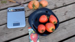 БАТЯНЯ! ОБЗОР СОРТОВ ТОМАТОВ! Советы от ЗЕЛЕНОГО ОГОРОДА!