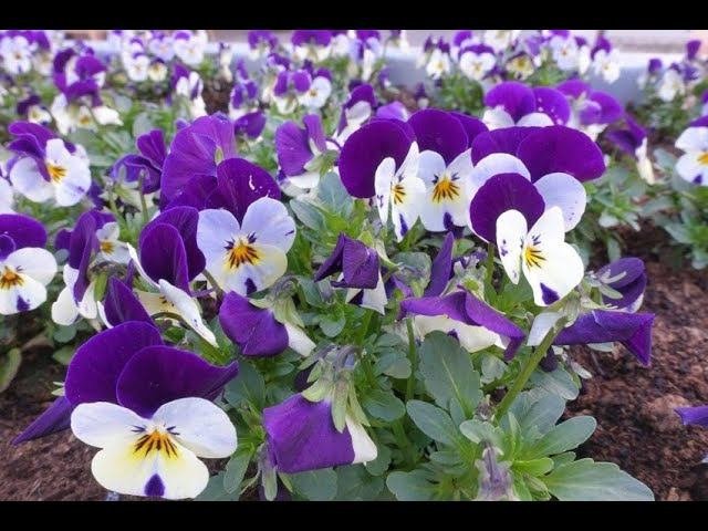 Фиолетовые цветы для сада и балкона  ТОП 25 фиолетово цветущих растений