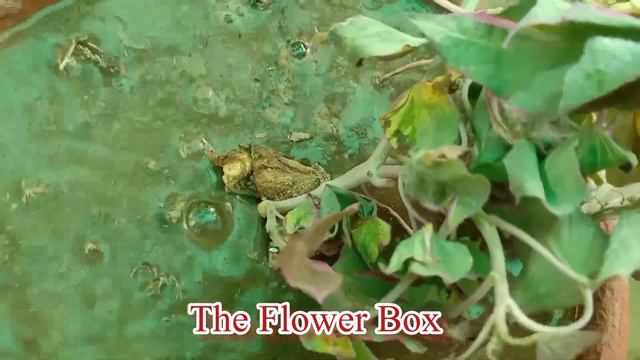 How To Grow Plants From Cutting InOctober/Grow Cutting In Winter//October gardening work