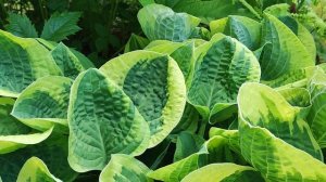 Хосты "Potomac Pride", "Wide Brim" и роджерсия стополистная.