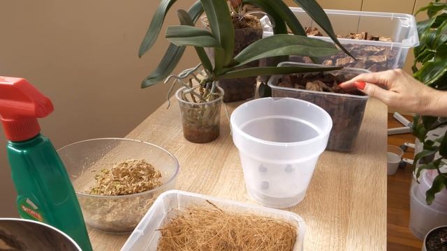 Адаптация = МНОГО корней. Пересадка. смотреть онлайн