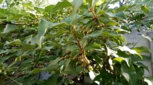 ГУМИ или ЛОХ ягода долголетия！