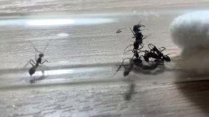 Подселение к матке никобаренсис (Camponotus nicobarensis) рабочих париусов (Camponotus nicobarensis
