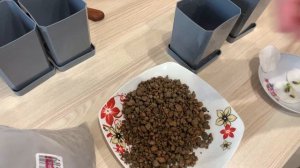 Лимонное дерево. Как вырастить лимон дома