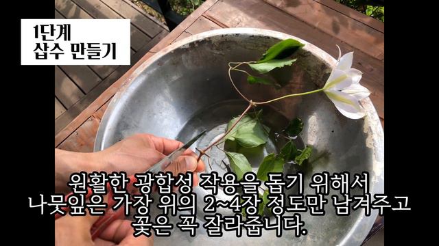 클레마티스 쉽게 삽목하는 법 1단계 / 클레마티스 삽목 방법  1단계 / 클레마티스 미스 베이트먼 삽목 방법 1단계/ How to grow from cutting? Step1