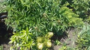 Лилии. Чем обработать лилии.