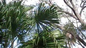 Livistona saribus Palm with seed