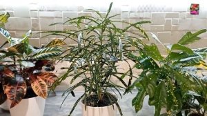 КРОТОН - как ПРАВИЛЬНО ВЫБРАТЬ ГОРШОК по размеру? ОСОБЕННОСТИ ПОЛИВА в зависимости от размера горшк