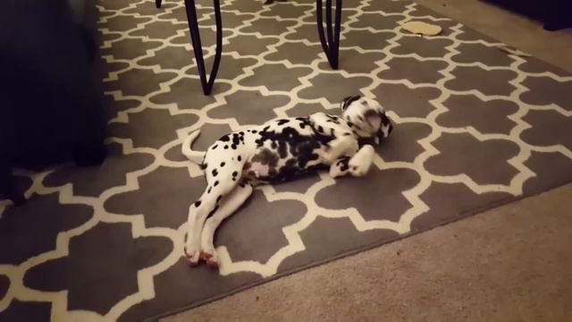 Dalmatian Puppy Grows Up || 1 Second Everyday (1SE) Project смотреть онлайн
