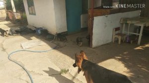 Щенки немецкой овчарки 1.5 месяца/ Стая щенков