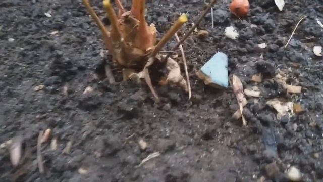 Астильба из семян. Итоги первого сезона смотреть онлайн