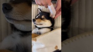 曼玉manyu头部spa，每周清洁ASMR  #柴犬 #多巴胺 #豆柴 #抖音 #柴犬可愛い