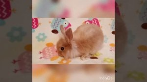 Кролик карликовый минор 2 мес