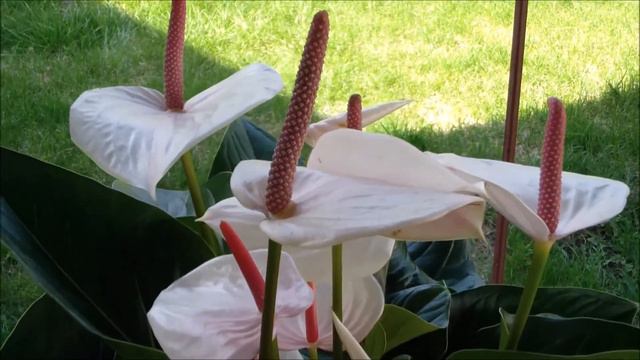 Anthurium Andraeanum Best Variety. Fresh Love Anthurium