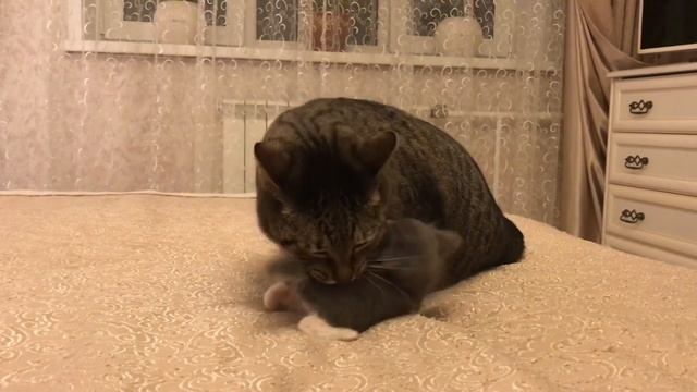 Пополнение в семье. Знакомство с котёнком (сентябрь, 2018) смотреть онлайн