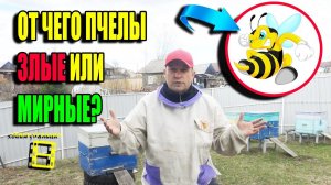 ПОЧЕМУ ПЧЕЛЫ ЗЛЫЕ? КАК СДЕЛАТЬ ПЧЕЛ МИРНЫМИ (МИРОЛЮБИВЫМИ)? ДЛЯ НАЧИНАЮЩИХ ПЧЕЛОВОДОВ 22-19