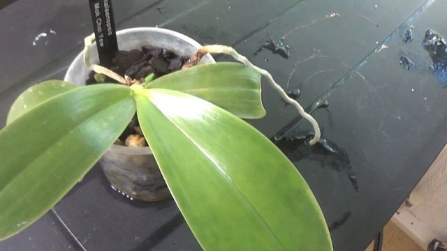 Orchids....simply and only Phalaenopsis. смотреть онлайн