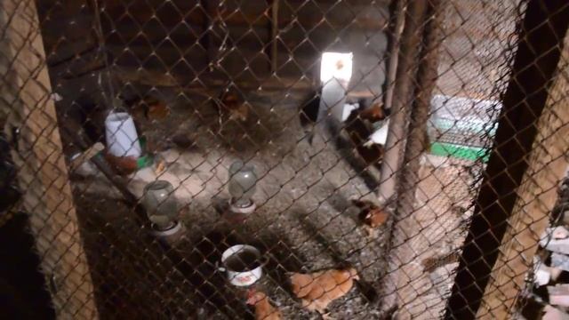 Подрастающий молодняк различных пород кур в нашем хозяйстве смотреть онлайн