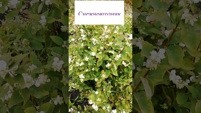 Снежноягодник в саду?