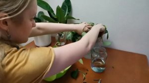 Размножение эпипремнум, филодендрон.