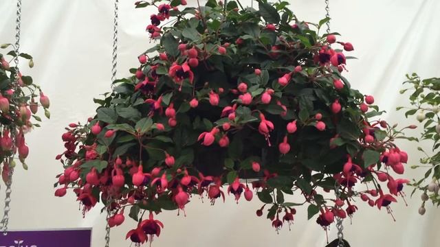 Dollar Princess Fuchsia