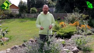 Азбука сидератов. Ч. 9. Бурачник (бораго, огуречная трава) - большая польза растения для участка.